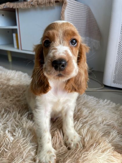 English Cocker spaniel (อิงลิชค็อกเกอร์สเปเนียล) รูปที่ 2