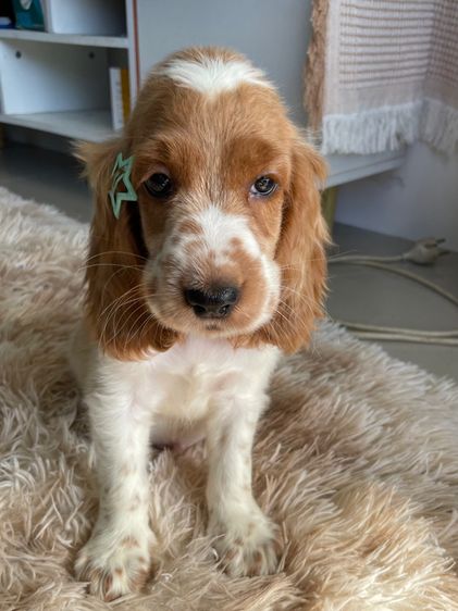English Cocker spaniel (อิงลิชค็อกเกอร์สเปเนียล) รูปที่ 4