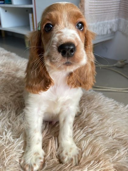 อื่นๆ กลาง English Cocker spaniel (อิงลิชค็อกเกอร์สเปเนียล)