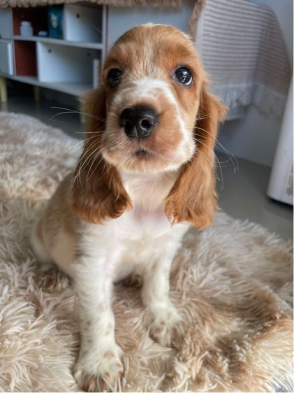 English Cocker spaniel (อิงลิชค็อกเกอร์สเปเนียล) รูปที่ 6
