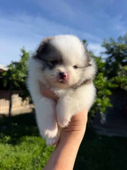 ลูกสุนัขปิม