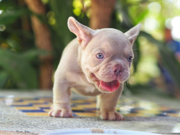 เฟรนช์ บูลด็อก (French Bulldog) เล็ก ลูกสุนัข