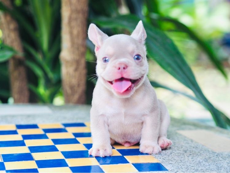 เฟรนช์ บูลด็อก (French Bulldog) เล็ก ลูกสุนัข