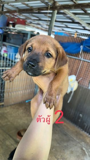 ร็อตไวเลอร์ผสมไทย รูปที่ 3