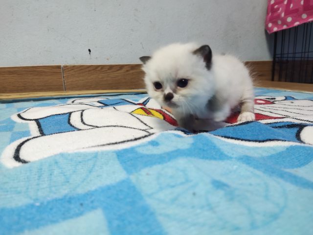 ขาสั้นๆหน้าไหม้ รูปที่ 2
