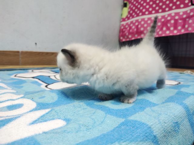 ขาสั้นๆหน้าไหม้ รูปที่ 4