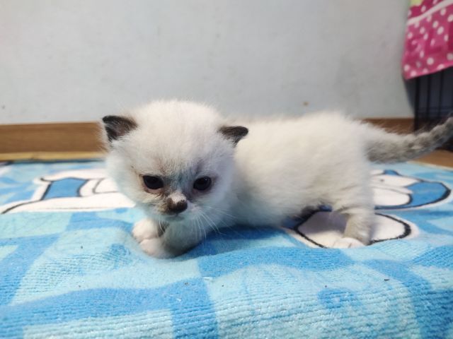 ขาสั้นๆหน้าไหม้