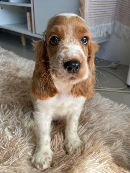 English Cocker spaniel (อิงลิชค็อกเกอร์สเปเนียล) รูปที่ 6