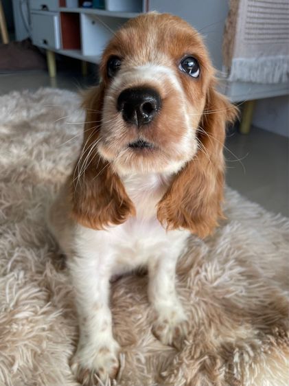 English Cocker spaniel (อิงลิชค็อกเกอร์สเปเนียล) รูปที่ 7