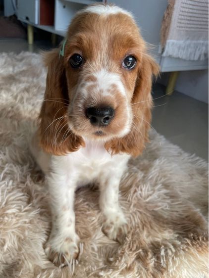 English Cocker spaniel (อิงลิชค็อกเกอร์สเปเนียล) รูปที่ 5