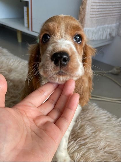 English Cocker spaniel (อิงลิชค็อกเกอร์สเปเนียล) รูปที่ 2