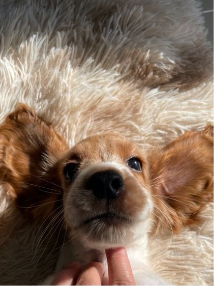English Cocker spaniel (อิงลิชค็อกเกอร์สเปเนียล) รูปที่ 3