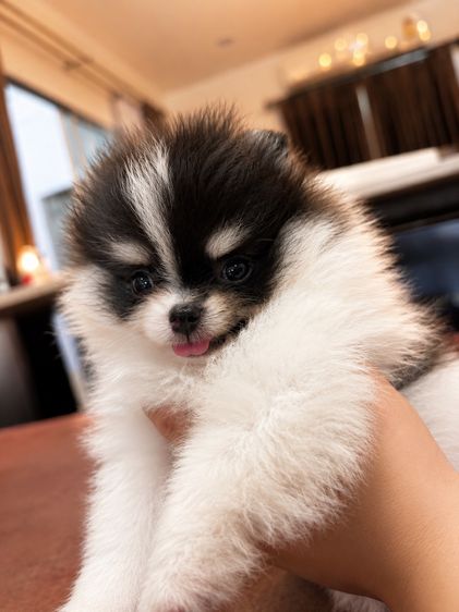 ปอมเมอเรเนียน (Pomeranian) สีปาร์ตี้ไตรคัลเลอร์ คิ้วขาว