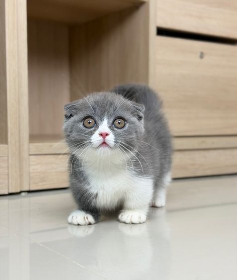 มันช์กิัน