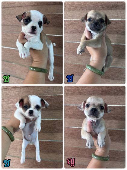 ชิวาวา (Chihuahua) เล็ก ชิวาว่า(อ่านรายละเอียดด้วยนะคะ)