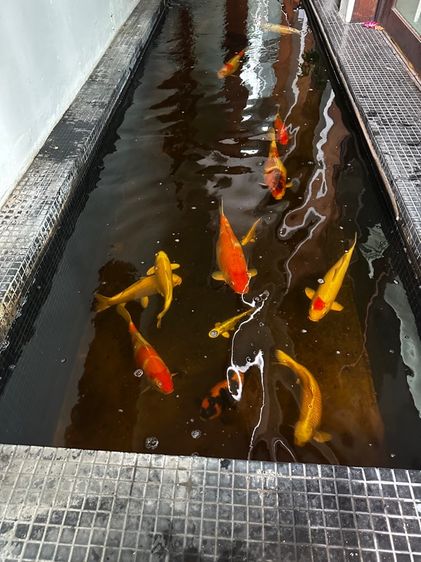 Koi Fish รูปที่ 4