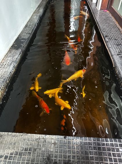 Koi Fish รูปที่ 5