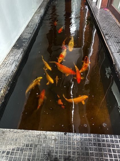 Koi Fish รูปที่ 2