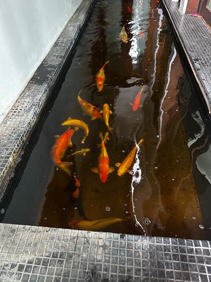 Koi Fish รูปที่ 3