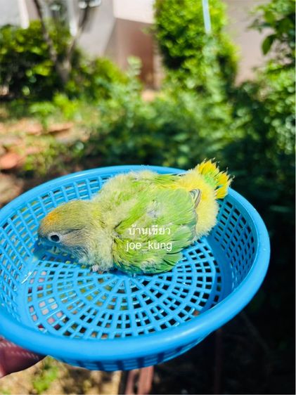 ลูกป้อนเลิฟเบิร์ด