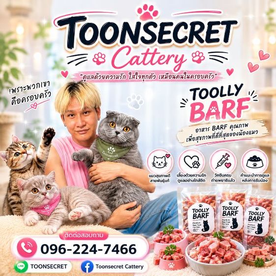 สก๊อตติช บริทิช เอ็กโซติก  รูปที่ 11