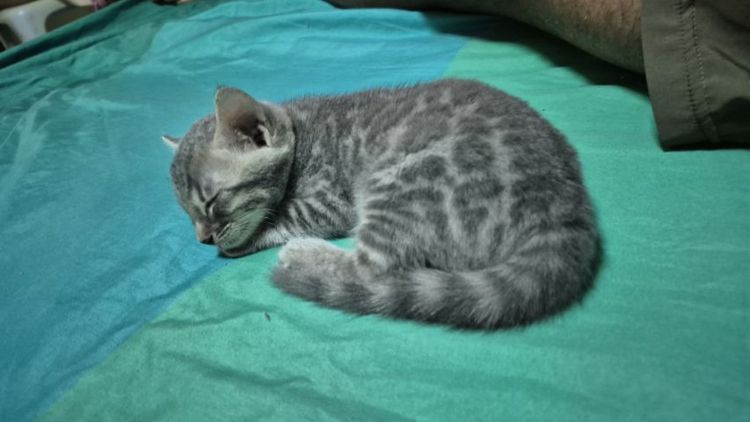 เบงกอล (Bengal House Cat) แมวเบงกอล สีซิลเวอร์ เพศผู้