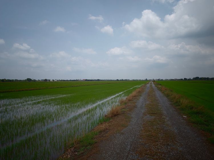 ที่ดิน 1 ไร่ คลอง 6 ปทุมธานี (ใกล้เส้น 352)  รูปที่ 3
