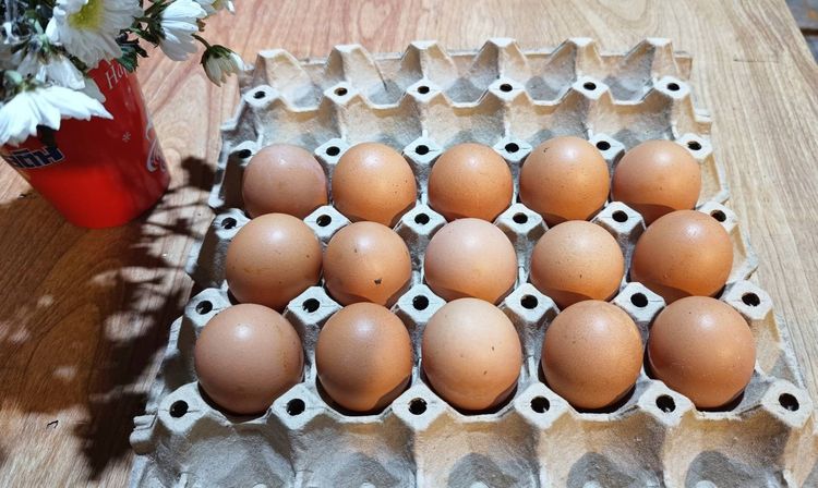 ไก่ไข่ไฮบิดอายุ 6 เดือน (ไข่แล้ว) รูปที่ 7