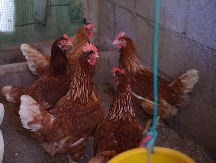 ไก่ไข่ไฮบิดอายุ 6 เดือน (ไข่แล้ว)