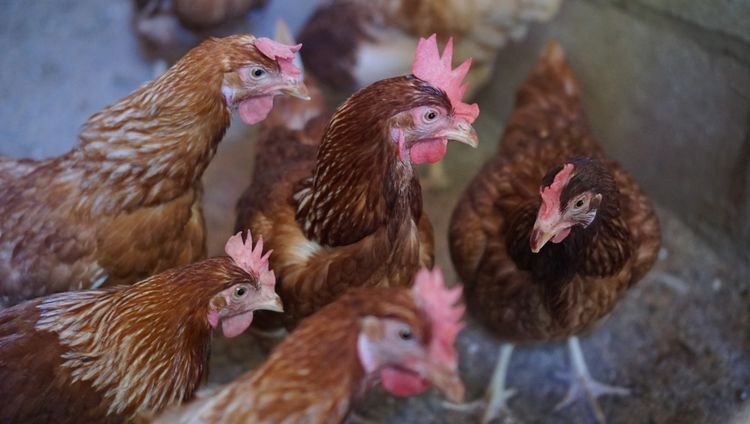 ไก่ไข่ไฮบิดอายุ 6 เดือน (ไข่แล้ว) รูปที่ 5