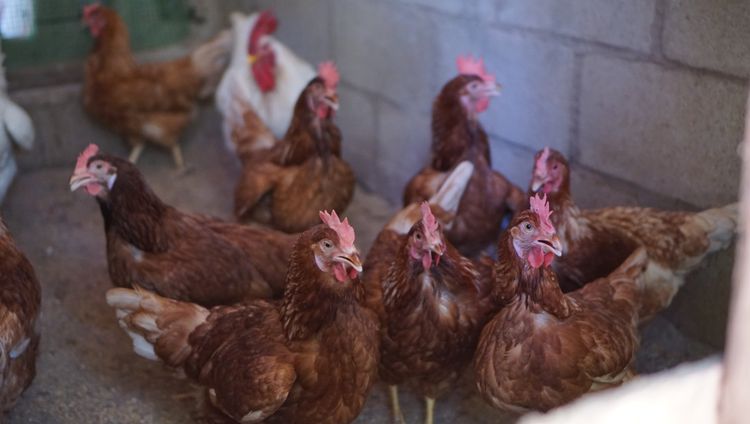 ไก่ไข่ไฮบิดอายุ 6 เดือน (ไข่แล้ว) รูปที่ 2