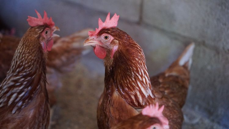 ไก่ไข่ไฮบิดอายุ 6 เดือน (ไข่แล้ว) รูปที่ 3