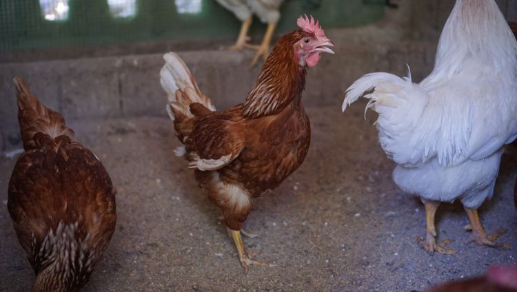 ไก่ไข่ไฮบิดอายุ 6 เดือน (ไข่แล้ว) รูปที่ 6