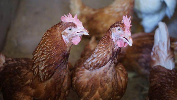 ไก่ไข่ไฮบิดอายุ 6 เดือน (ไข่แล้ว) รูปที่ 4