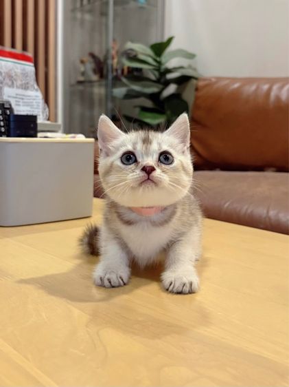 ลูกแมว Scottish Fold