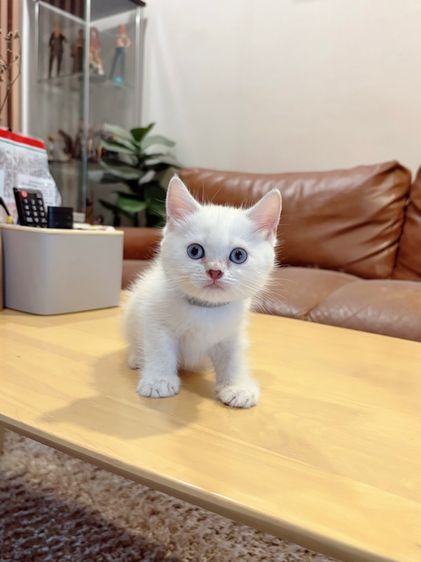 ลูกแมว Scottish Fold