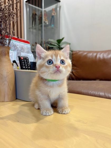 ลูกแมว Scottish Fold