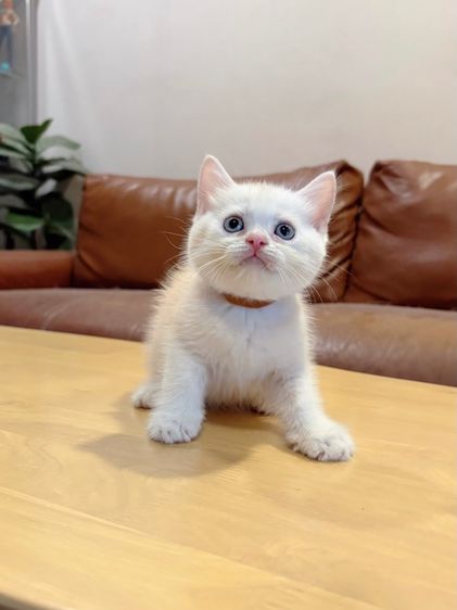 ลูกแมว Scottish Fold