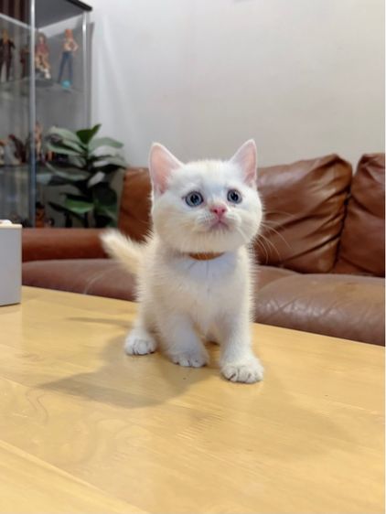 ลูกแมว Scottish Fold รูปที่ 6