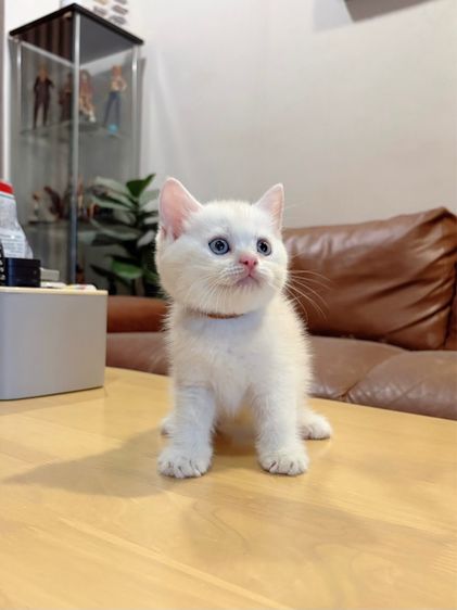 ลูกแมว Scottish Fold รูปที่ 7