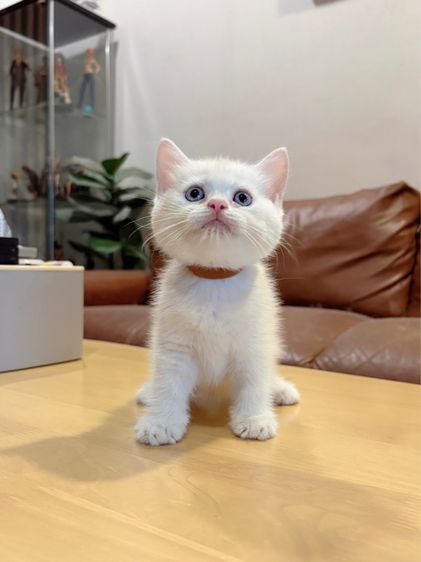 ลูกแมว Scottish Fold รูปที่ 5