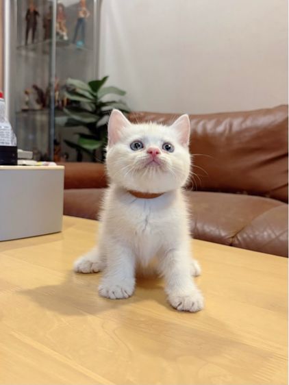 ลูกแมว Scottish Fold รูปที่ 4
