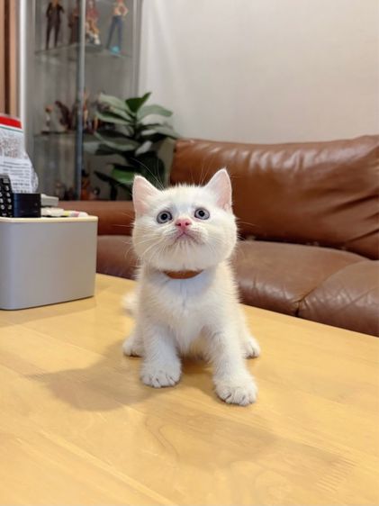 ลูกแมว Scottish Fold รูปที่ 3