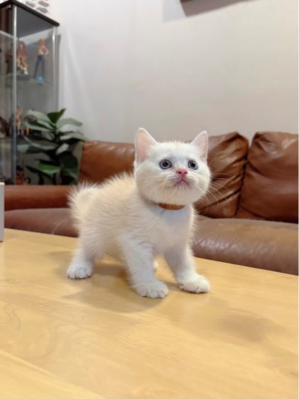 ลูกแมว Scottish Fold รูปที่ 8