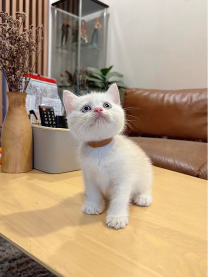 ลูกแมว Scottish Fold รูปที่ 2