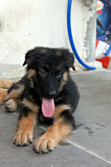 ลูกหมา ลูกสุนัข เยอรมันเชพเพิร์ด พันธุ์แท้จากฟาร์ม k9 ส่งได้ทั่วประเทศ มีทั้งตัวผู้และตัวเมีย หมาพันธุ์ใหญ่ รูปที่ 4