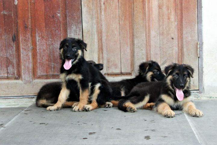 ลูกหมา ลูกสุนัข เยอรมันเชพเพิร์ด พันธุ์แท้จากฟาร์ม k9 ส่งได้ทั่วประเทศ มีทั้งตัวผู้และตัวเมีย หมาพันธุ์ใหญ่ รูปที่ 11