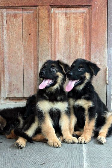 ลูกหมา ลูกสุนัข เยอรมันเชพเพิร์ด พันธุ์แท้จากฟาร์ม k9 ส่งได้ทั่วประเทศ มีทั้งตัวผู้และตัวเมีย หมาพันธุ์ใหญ่ รูปที่ 2