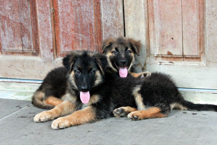 ลูกหมา ลูกสุนัข เยอรมันเชพเพิร์ด พันธุ์แท้จากฟาร์ม k9 ส่งได้ทั่วประเทศ มีทั้งตัวผู้และตัวเมีย หมาพันธุ์ใหญ่ รูปที่ 9