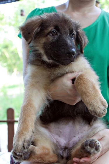 ลูกหมา ลูกสุนัข เยอรมันเชพเพิร์ด พันธุ์แท้จากฟาร์ม k9 ส่งได้ทั่วประเทศ มีทั้งตัวผู้และตัวเมีย หมาพันธุ์ใหญ่ รูปที่ 13